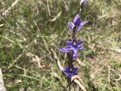 Thelymitra arenaria