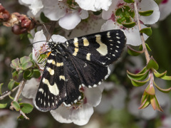 Phalaenoides tristifica