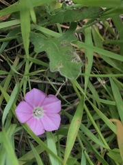 Convolvulus angustissimus
