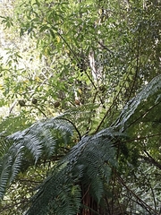 Cyathea smithii