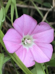 Convolvulus angustissimus