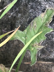 Convolvulus angustissimus