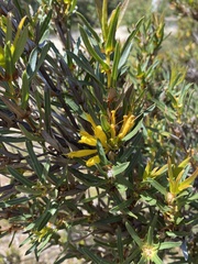 Lambertia multiflora