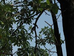 Dicrurus macrocercus