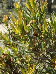 Lambertia multiflora