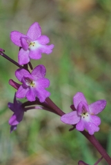 Orchis quadripunctata