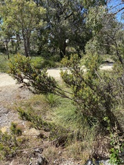 Lambertia multiflora