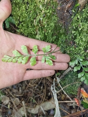 Asplenium hookerianum