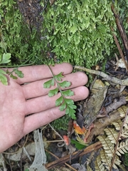 Asplenium hookerianum