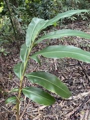 Alpinia zerumbet
