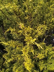 Halocarpus bidwillii