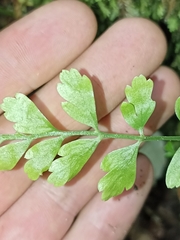 Asplenium hookerianum
