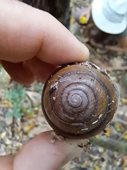 Sphaerospira fraseri