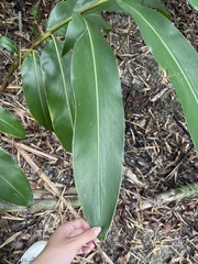 Alpinia zerumbet