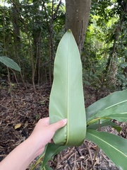 Alpinia zerumbet