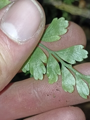 Asplenium hookerianum
