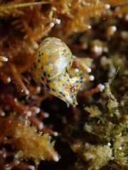 Lamprohaminoea ovalis