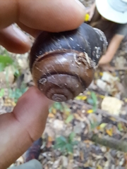 Sphaerospira fraseri