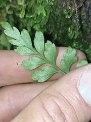 Asplenium hookerianum