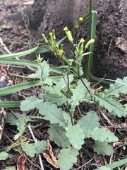 Senecio picridioides