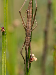 Zaprochilus australis