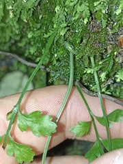 Asplenium hookerianum