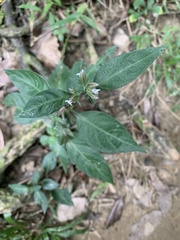 Lepidagathis formosensis