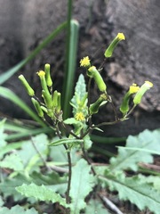 Senecio picridioides