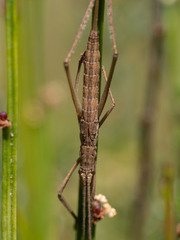 Zaprochilus australis