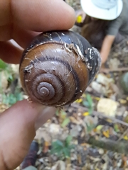 Sphaerospira fraseri