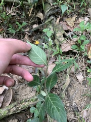 Lepidagathis formosensis