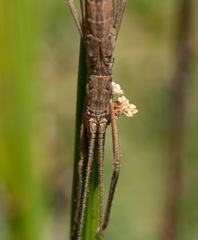 Zaprochilus australis