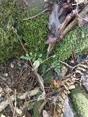 Asplenium hookerianum