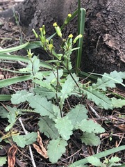 Senecio picridioides