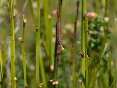 Zaprochilus australis