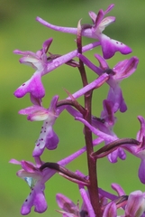 Orchis sitiaca