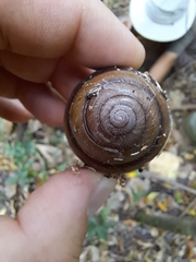 Sphaerospira fraseri