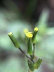 Senecio picridioides