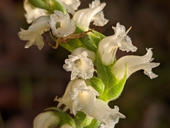 Spiranthes ochroleuca