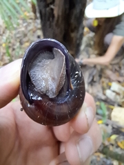 Sphaerospira fraseri