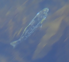 Aplodactylus arctidens