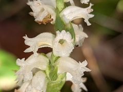Spiranthes ochroleuca