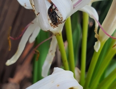 Oxythyrea marginalis