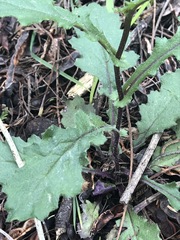 Senecio picridioides