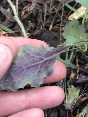 Senecio picridioides