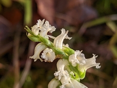 Spiranthes ochroleuca