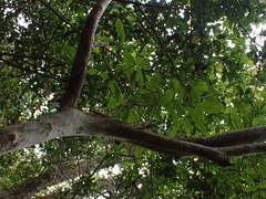 Ochna arborea