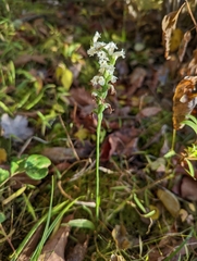 Spiranthes ochroleuca
