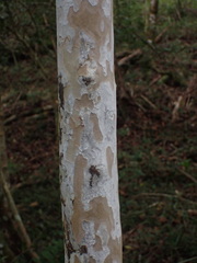 Ochna arborea