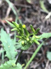 Senecio picridioides